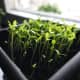 Microgreens