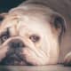 English Bulldog