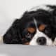 Cavilier King Charles Spaniel