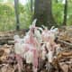 Ghost plants or Indian Pipes 