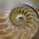 A nautilus shell is similar to and different from polar graphs.