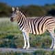 Plains zebra in Etosha National Park, Namibia