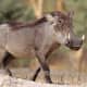 A warthog in Senegal, Africa.