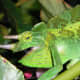 Three-Horned Chameleon 