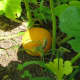 As it matures it turns orange.