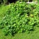 The vines are very long and will even grow outside of the garden.