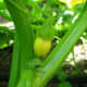 In a few weeks the female flowers will appear.