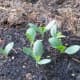Plant the pumpkin seeds in good soil containing lots of compost and/or aged manure.