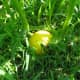 Soon it is small and yellow.