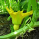 The flower opens and bees pollinate it.