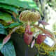 Botanical specimen in the Marie Selby Botanical Gardens - Sarasota, Florida, USA.