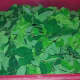 moringa leaves
