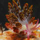 Cyerce kikutarobabai, a nudibranch