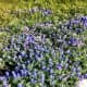Bluebonnets Forever Top