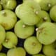 Fresh figs have a short shelf life.