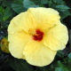 Hawaii State Flower