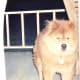 Sampson The Red