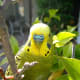 A beautiful budgie.
