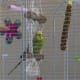 what-do-budgies-eat