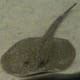 Teacup Stingray