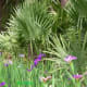 McCurtain Sabal Minor Palms found in the wild