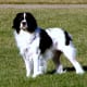 Abby was our Springer Spaniel. Sorry to say, she has passed over to the Rainbow Ridge.