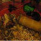 Rinoa, the mother, hovers near her nest. We removed the kleenex box for the picture.