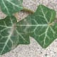 Ivy