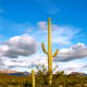 Saguaro cacti