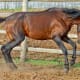 Caspian horse at play