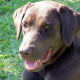 I'm America's favorite dog...is it any wonder why? Look at this cute face...