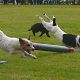 A JRT race