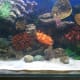 One of the marine reef aquariums recently set up. Dimensions: 48 in x 24 in x 24 in (L x W x H).