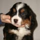 Look at the size of the paws are on this 40-day old Bernese Mountain dog puppy!
