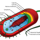 A typical Bacterial cell, with no nucleus, a single chromosome and non-cellulose cell wall