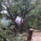 This is days after the initial flooding that devastated West Virginia. My low-water crossing is way below the water level. You can imagine the force behind that water that managed to push a commercial Ice dispenser from miles away into that tree.