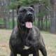 The Presa Canario looks like a guard, even at rest.