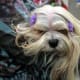 The Lhasa Apso is one of the best dog breeds for senior citizens.