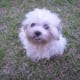 This is Angel, a 6-year old female shih tzu. She is approximately 20 days pregnant when this picture was taken.