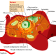 Even the most simple of cells is breathtakingly complicated.