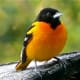 A northern oriole proudly displaying its trademark orange plumage