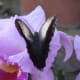 Butterflies are the second largest pollinaters next to bees!