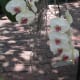 Phalaenopsis orchid and moss