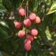 This is what lychee fruit looks like. Each one is a bit larger than a grape.