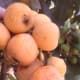 These loquats look just about ready to be harvested.