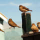 Several house sparrows perched in an urban environment