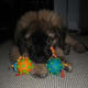 A Leonberger puppy.