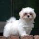 A Lhasa Apso working as a watchdog at only 18 weeks old.