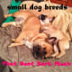 Small dog breeds do not always bark a lot.