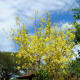 The Amaltas tree